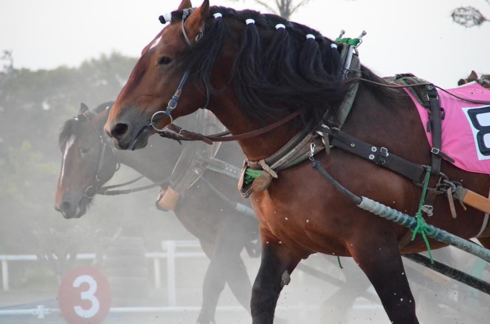 ばんえい競馬のばんえい馬