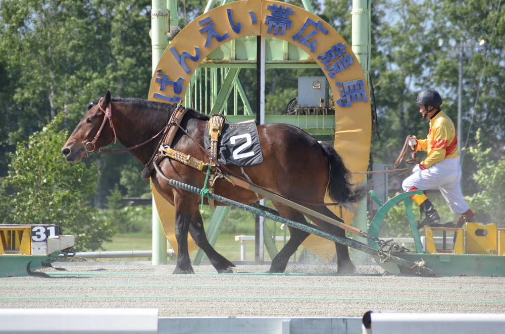 ばんえい競馬：ゴール直前の競走馬